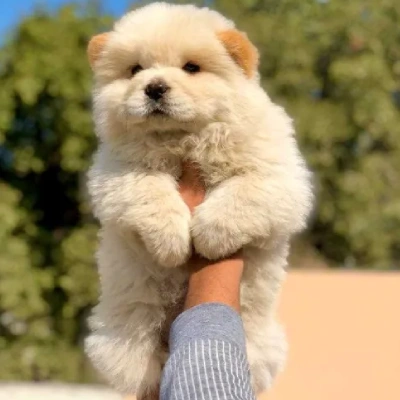 Chow Chow puppies for sale in Vijayawada