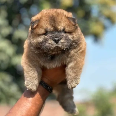 Chow Chow puppies for sale in Bikaner