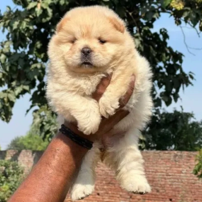 Chow Chow puppies for sale in Vijayawada