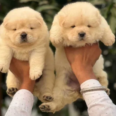 Chow Chow puppies for sale in Bikaner