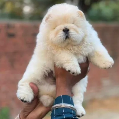 Chow Chow puppies for sale in Vijayawada