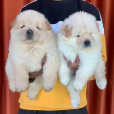 Chow Chow puppies for sale in Vijayawada