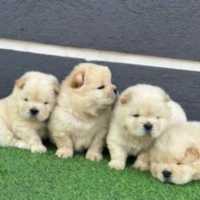 Chow Chow puppies for sale in Bikaner