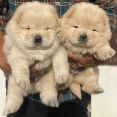 Chow Chow puppies for sale in Vijayawada