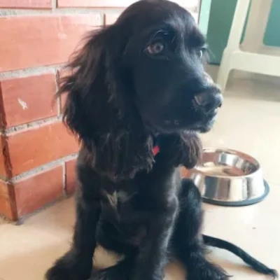 Cocker Spaniel puppies for sale in Bikaner