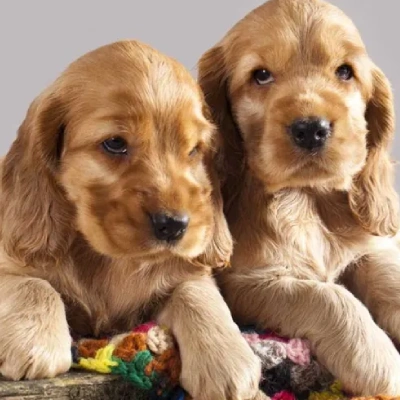 Cocker Spaniel puppies for sale in Vijayawada