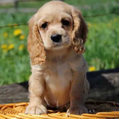 Cocker Spaniel puppies for sale in Vijayawada