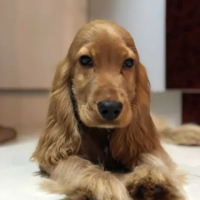 Cocker Spaniel puppies for sale in Bikaner