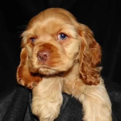 Cocker Spaniel puppies for sale in Vijayawada