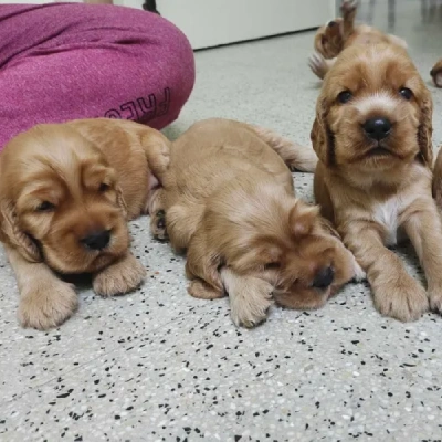 Cocker Spaniel puppies for sale in Vijayawada