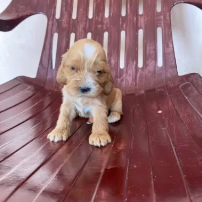 Cocker Spaniel puppies for sale in Vijayawada