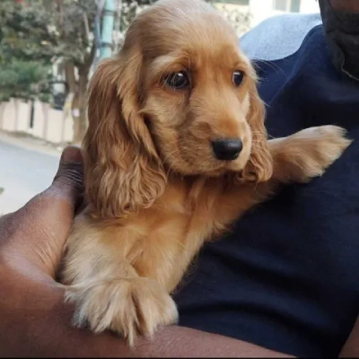 Cocker Spaniel puppies for sale in Bikaner