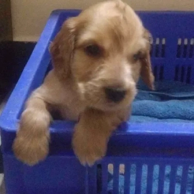 Cocker Spaniel puppies for sale in Vijayawada