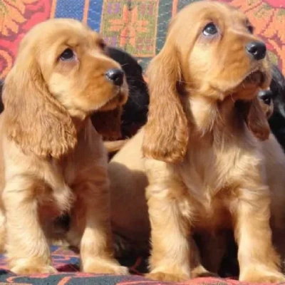 Cocker Spaniel puppies for sale in Bikaner