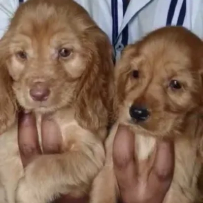 Cocker Spaniel puppies for sale in Vijayawada