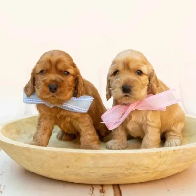 Cocker Spaniel puppies for sale