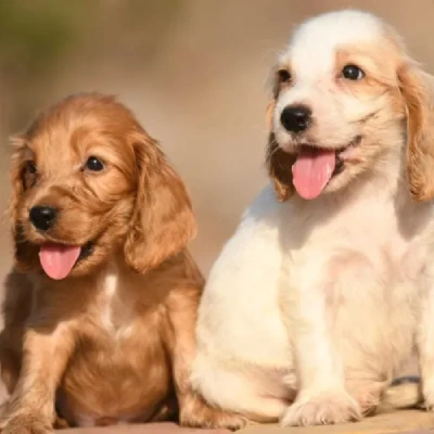 Cocker Spaniel puppies for sale in Vijayawada