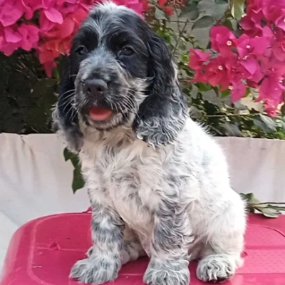 Cocker Spaniel puppies for sale in Bikaner