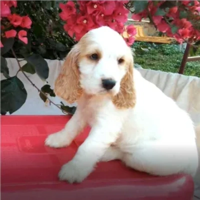 Cocker Spaniel puppies for sale in Bikaner