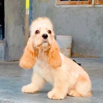 Cocker Spaniel puppies for sale in Vijayawada