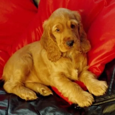 Cocker Spaniel puppies for sale in Vijayawada