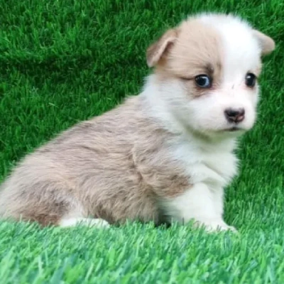 Corgi puppies for sale in Bikaner