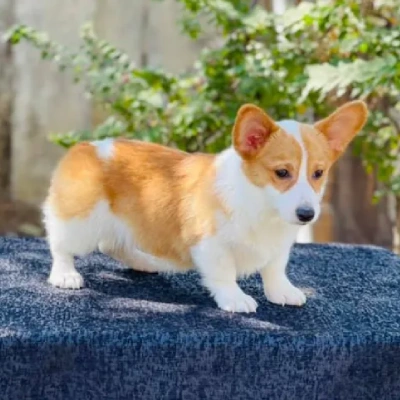 Corgi puppies for sale in Vijayawada