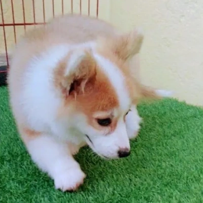 Corgi puppies for sale in Udaipur