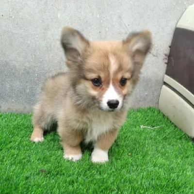 Corgi puppies for sale in Bikaner