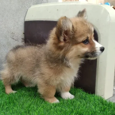 Corgi puppies for sale in Bikaner