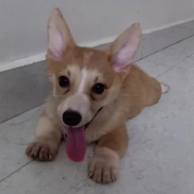 Corgi puppies for sale in Bikaner