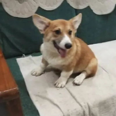 Corgi puppies for sale in Udaipur