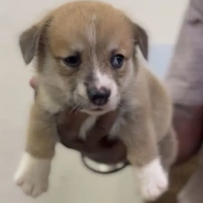 Corgi puppies for sale in Ajmer