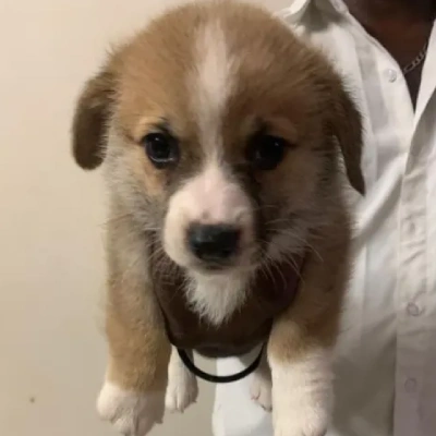 Corgi puppies for sale in Vijayawada