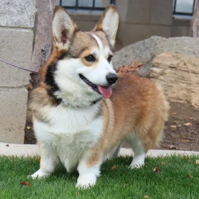 Corgi puppies for sale in Vijayawada