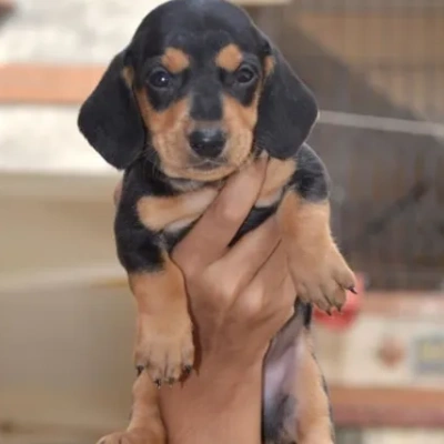 Dachshund puppies for sale in Bikaner