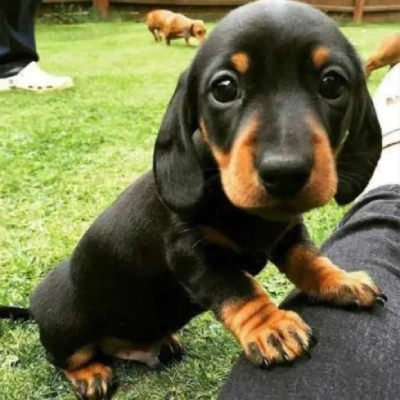 Dachshund puppies for sale in Vijayawada