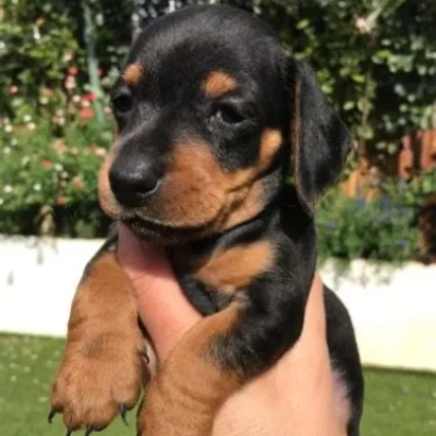 Dachshund puppies for sale in Vijayawada