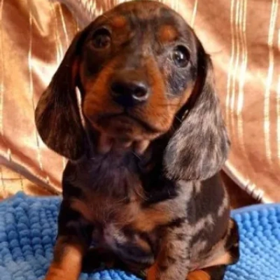 Dachshund puppies for sale in Ajmer