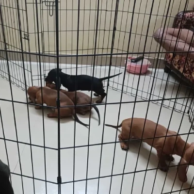 Dachshund puppies for sale in Ajmer