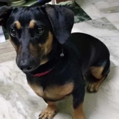 Dachshund puppies for sale in Vijayawada