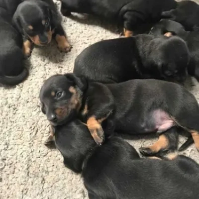 Dachshund puppies for sale in Ajmer