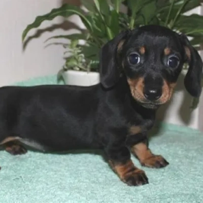 Dachshund puppies for sale in Ajmer