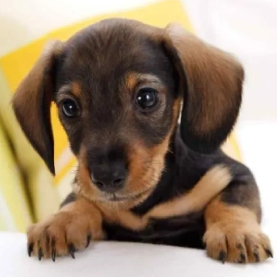 Dachshund puppies for sale in Bikaner