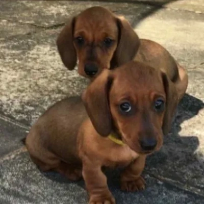 Dachshund puppies for sale in Vijayawada