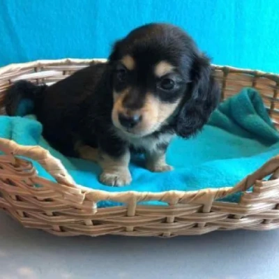 Dachshund puppies for sale in Vijayawada