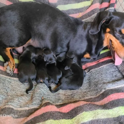 Dachshund puppies for sale in Vijayawada