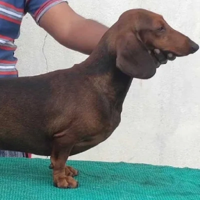 Dachshund puppies for sale in Vijayawada