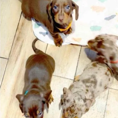 Dachshund puppies for sale in Vijayawada