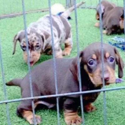 Dachshund puppies for sale in Bikaner